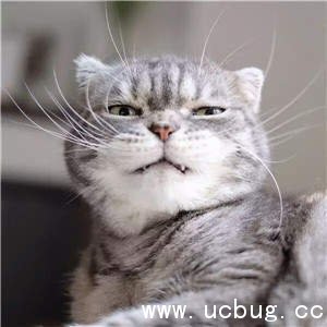 抖音社会猫图片大全 非常火的社会猫高清图片分享