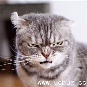 抖音社会猫图片大全 非常火的社会猫高清图片分享