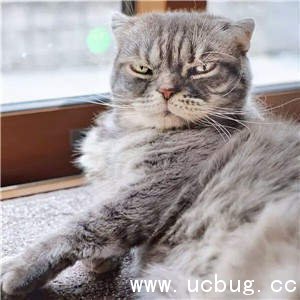 抖音社会猫图片大全 非常火的社会猫高清图片分享