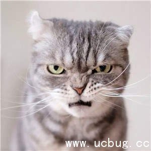 抖音社会猫图片大全 非常火的社会猫高清图片分享