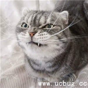 抖音社会猫图片大全 非常火的社会猫高清图片分享