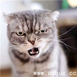 抖音社会猫图片大全 非常火的社会猫高清图片分享