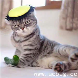 抖音社会猫图片大全 非常火的社会猫高清图片分享